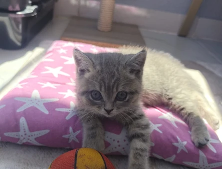 3 Aylık British Shorthair Yuva Arıyor - 4791