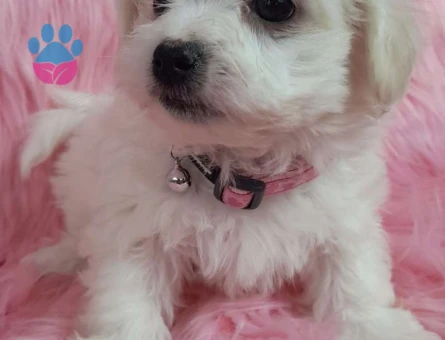 Maltese Terrier Yavrularımız 2 Aylık Bebekler