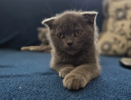 Anne British Shorthair baba scottish fold yavruları - 4802
