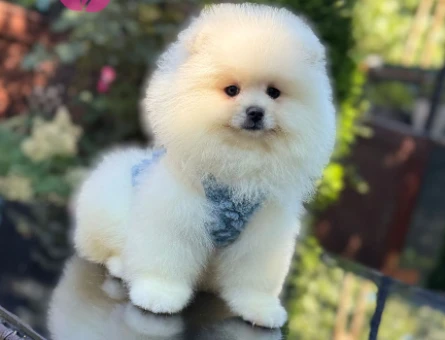 TADDY BEAR POMERANİAN BOO - 4819