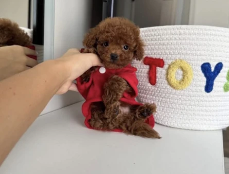 Red Brown Toy Poodle Bebekler - 4828
