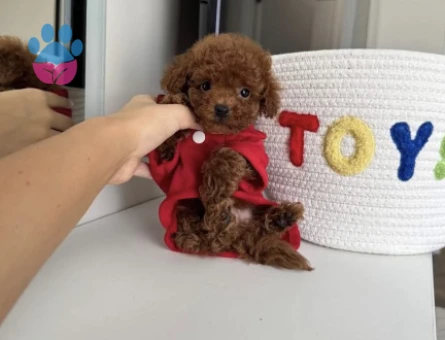 Red Brown Toy Poodle Bebekler - 4828