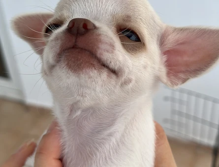 Saf kan Chihuahua yavru - 4889
