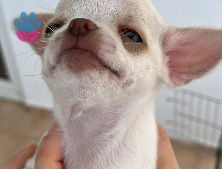 Saf kan Chihuahua yavru - 4889