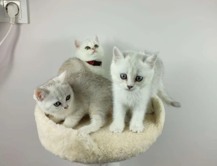British Shorthair Silver Shaded Ns11