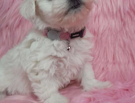 Safkan Maltese Terrier Yavrularımız