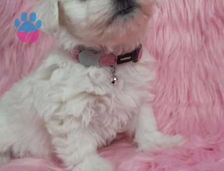 Safkan Maltese Terrier Yavrularımız