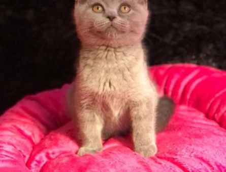 British Shorthair A Kalite Safkan Dişi