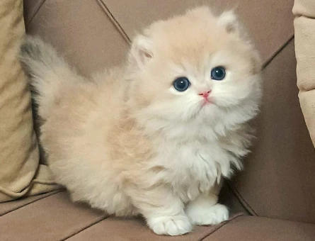 British Longhair Yavru | Renk:AY12 | 2 AYLIK - 4982