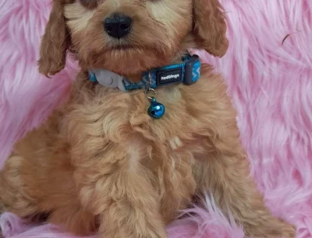 Safkan Maltese Terrier Yavrularımız 2 Aylık