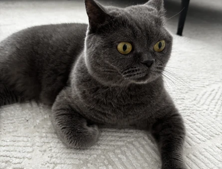 British Shorthair Kızımıza Acil Yuva - 5112