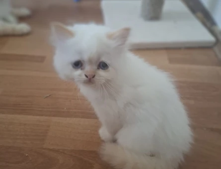 SCOTTİSH VE İRAN KEDİSİ KIRMASI - 5141