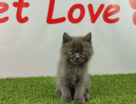 British Shorthair A Kalite Safkan Dişi ve Erkek