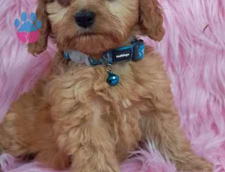 Safkan Maltipoo Yavrularımız Dişi ve Erkek