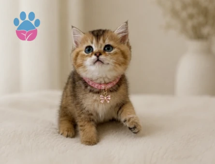 British Shorthair Golden Chinchilla Dişi - 5207