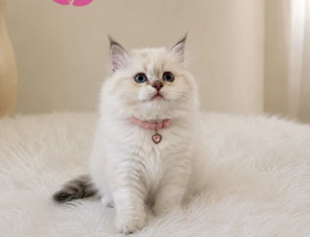 British Longhair Point Erkek Yavrumuz - 5209