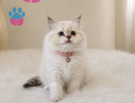 British Longhair Point Erkek Yavrumuz - 5209
