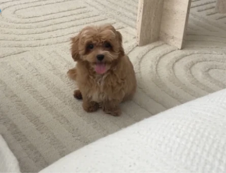 3,5 Aylık Maltipoo Yuva Arıyor - 5248
