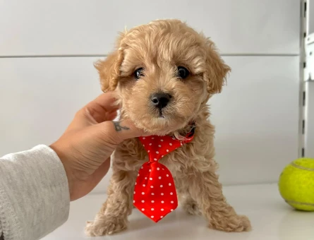 Mini Boy Büyümeyecek Maltipoo Yavrular - 5267