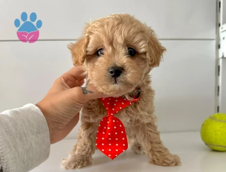 Mini Boy Büyümeyecek Maltipoo Yavrular - 5267