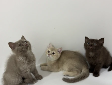 British Shorthair Yavrular 2 Aylık - 5283