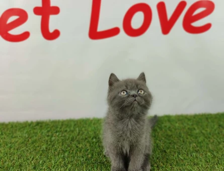 Muhteşem Safkan Scottish Fold Yavrularımız