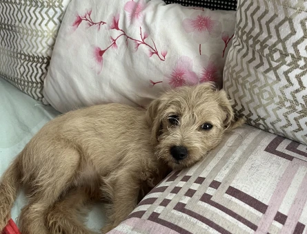 Maltipoo 4  Aylık Yuva Arıyor - 5303