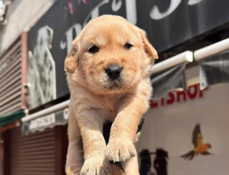 Golden Reteriver Bebekler 2 Aylık - 5312