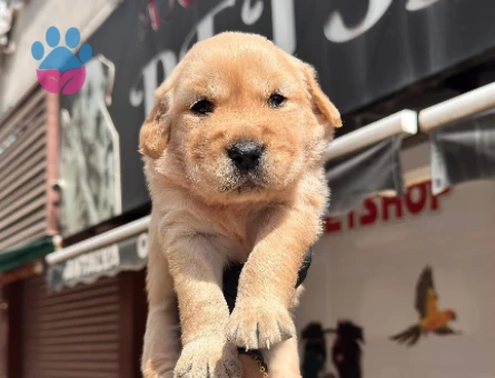 Golden Reteriver Bebekler 2 Aylık - 5312