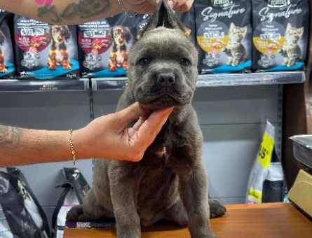 Cane Corsa 2 Aylık Yavrularımız - 5313