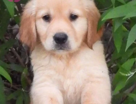 2 Aylık Tatlılık Abidesi Golden Yavrular