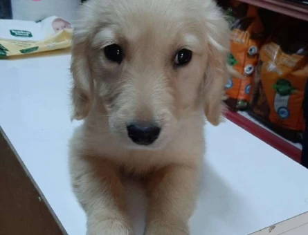 Hayatınızı Renklendiren Golden Retriever Yavrularımız