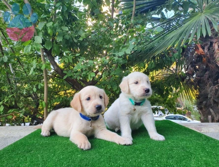 Gülen Surat Golden Retriever Yavrularımız
