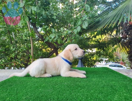 Gülen Surat Golden Retriever Yavrularımız