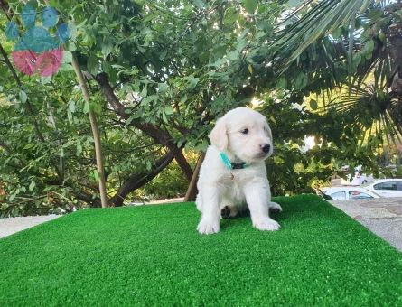 Altın Tüylü Golden Retriever Bebekler