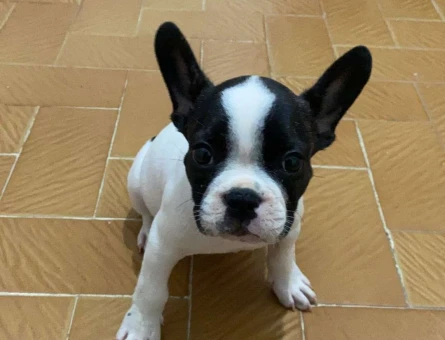 Muhteşem Safkan Maskeli French Bulldog Yavrularımız