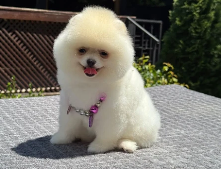 Orjinal Pomeranian Boo Yavrularımız Yeni Ailesi İçin Hazır - 5520