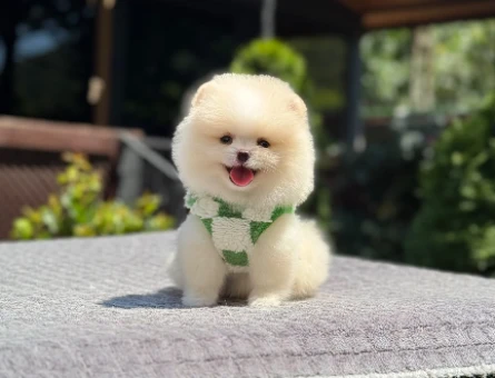 Beykoz’da Sağlıklı ve Sevimli Pomeranian Boo Yavruları - 5521