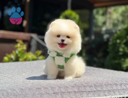 Beykoz’da Sağlıklı ve Sevimli Pomeranian Boo Yavruları - 5521