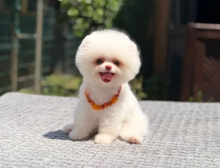 Çocuk Dostu Pomeranian Boo 2 Aylık Bebekler - 5523