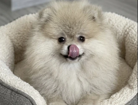 POMERANİAN BOO ORANGE ERKEK - 5528