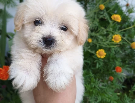 Adana İçi Maltese Terrier Yavru - 5603