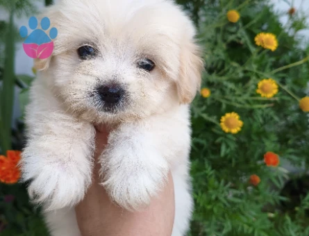 Adana İçi Maltese Terrier Yavru - 5603