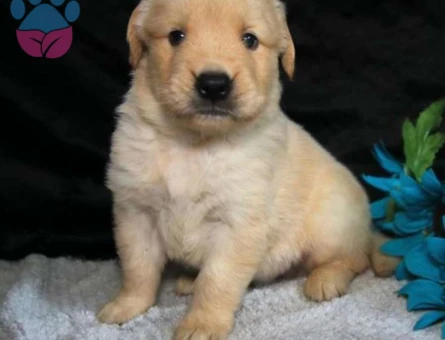 Golden Retriever Yavrular 2 Aylık Aşıları Tam