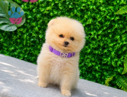 Cream Teddy Face Pomeranian Boo Dişi | Ruhsatlı | Sağlık ve Irk Garantili - 5629