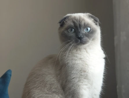 Scottish Fold Blu Point - 5652