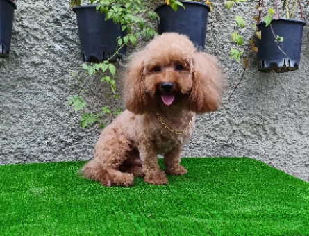3 yaşında erkek toy poodle "yanlızca Adana içi" - 5680