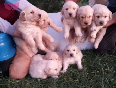 Golden Retriever Baby Face Gülen Surat Yavrular