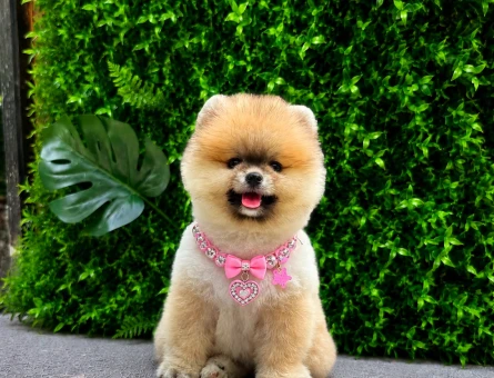 Premium Teddy Face Pomeranian Boo Dişi | Ruhsatlı Üretim | Show Kalite - 5741