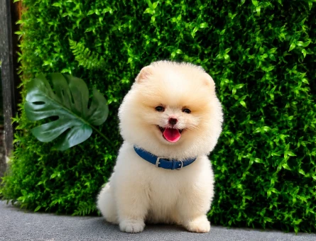 Premium Teddy Face Pomeranian Boo Erkek | Ruhsatlı Üretim | Show Kalite - 5745